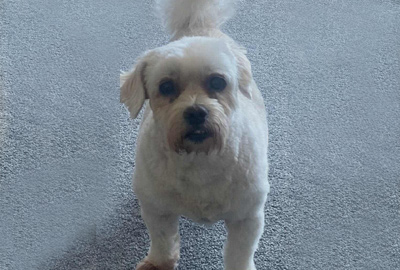 dog grooming mount maunganui, dog trimming tauranga