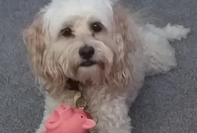 dog grooming mount maunganui, dog trimming tauranga